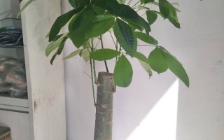 木头被太阳晒黄怎么办，木头晒黄了怎么变回白色